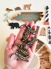 Load image into Gallery viewer, Great Dismal Swamp & North Carolina Sensory Collection