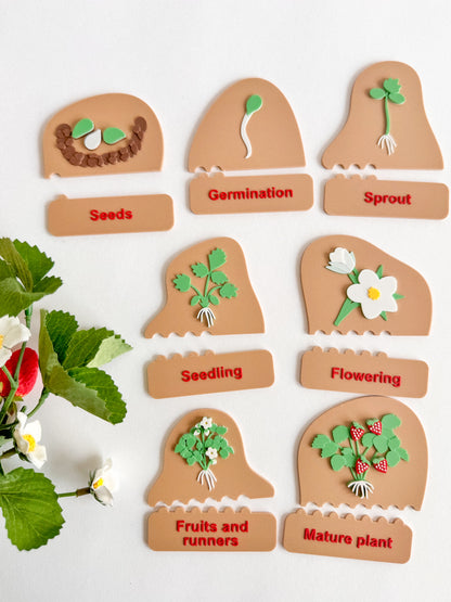 Strawberry Life Cycle Set by WooBeWee