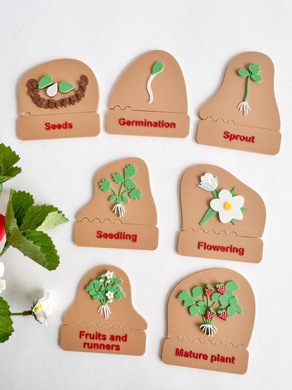 Strawberry Life Cycle Set by WooBeWee