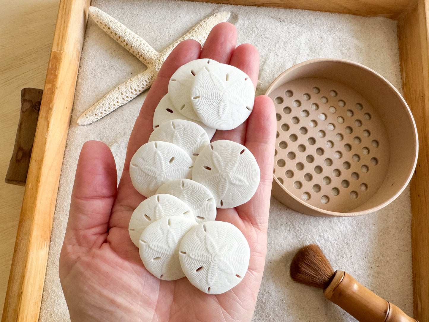 Sand Dollar 3D-printed Math Counters set of 10