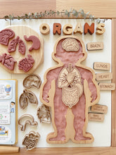 Load image into Gallery viewer, Human Body Wooden Sensory Tray
