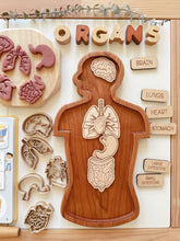Load image into Gallery viewer, Human Body (half) Wooden Sensory Tray
