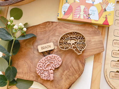 NEW - Human Body Anatomy Bio Dough Cutter - set of 10 or individual
