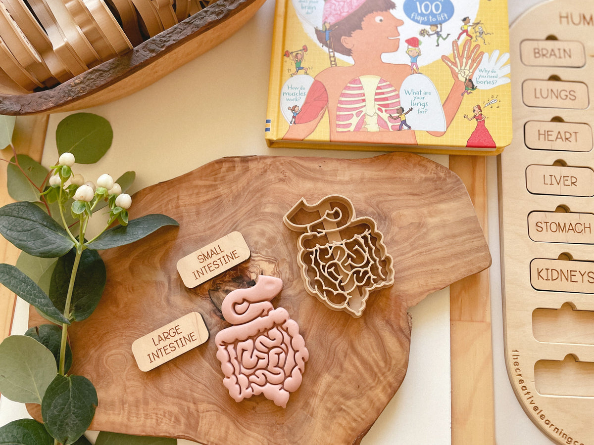 NEW - Human Body Anatomy Bio Dough Cutter - set of 10 or individual