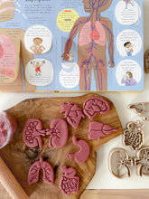 Load image into Gallery viewer, Mini Organs Bio Dough Cutter sets or individuals
